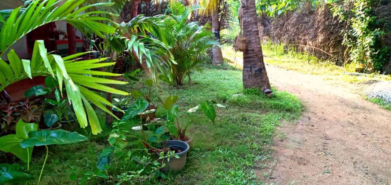 Sigiri Picaso Home Stay Sigiriya Exteriér fotografie